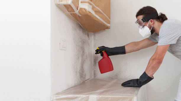 Professional Basement Mold Remediation technician working in Celina, TX