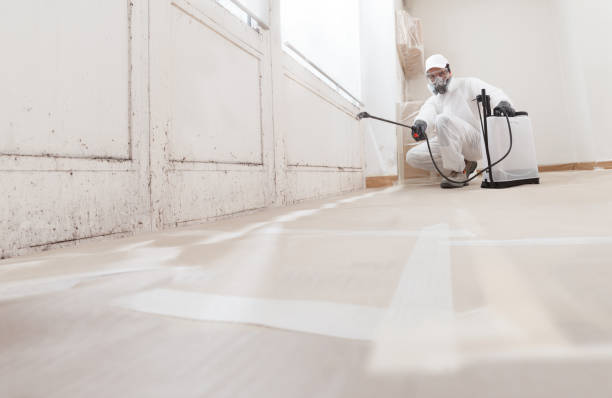 24/7 Emergency Basement Mold Remediation experts in Celina, TX