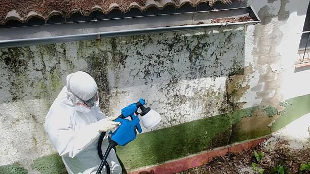 Top rated local Basement Mold Remediation specialists in Celina, TX